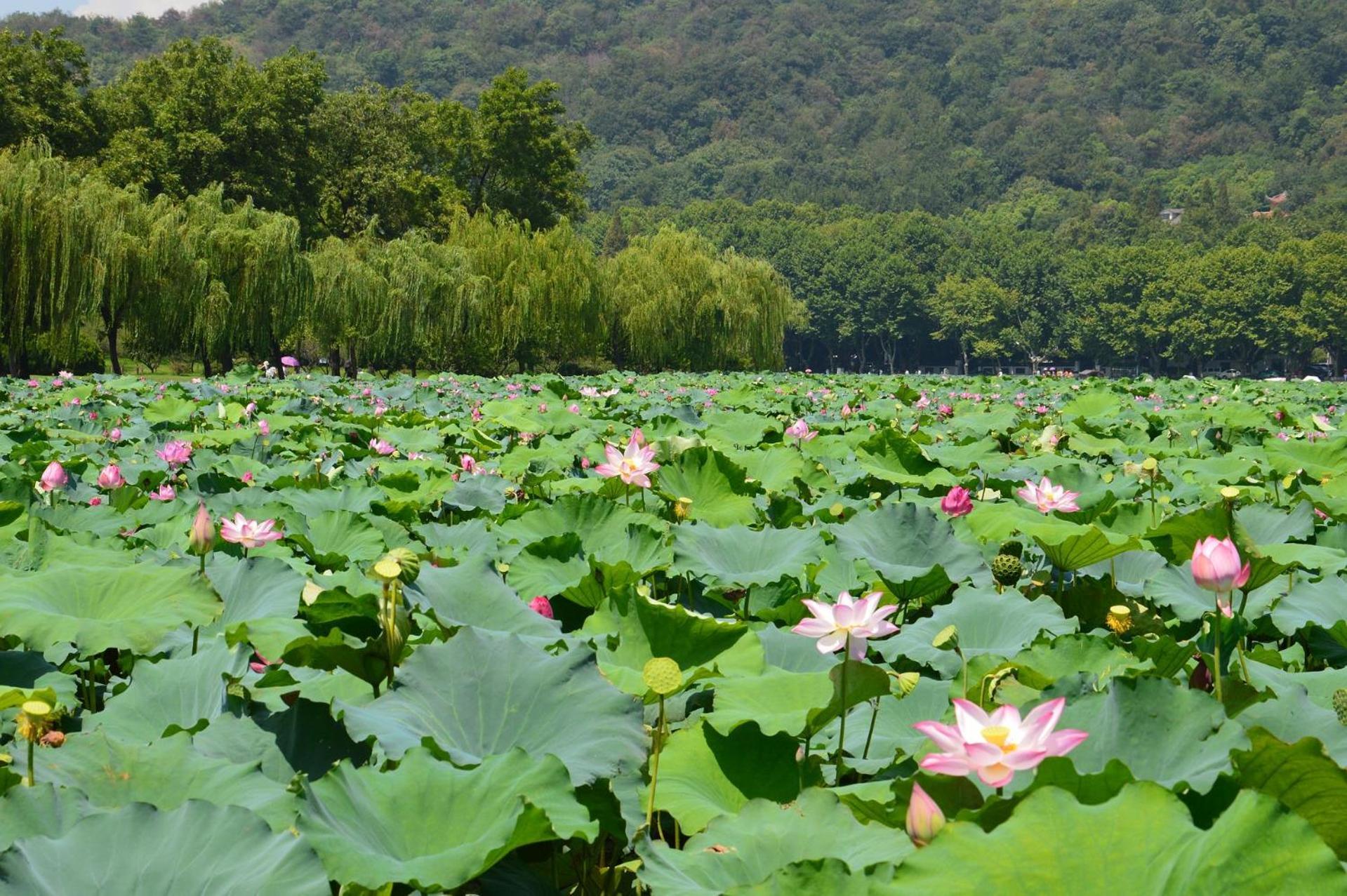 Nost Algia S Hotel In The West Lake Scenic Area-,Lingyin Temple, Leifeng Tower, Children'S Playground, Free Night Snack, Free Laundry, English Communication Well, Free Travel Advice 杭州 外观 照片